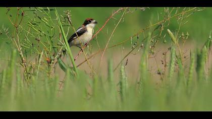 Kızılbaşlı örümcekkuşu