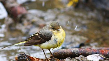 Dağ kuyruksallayanı