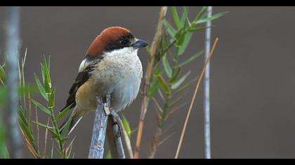 Kızılbaşlı örümcekkuşu