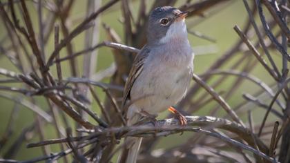 Akgerdanlı ötleğen