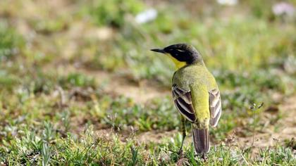 Sarı kuyruksallayan