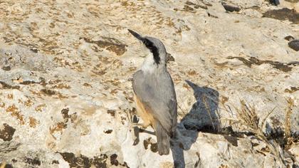 Büyük kaya sıvacısı