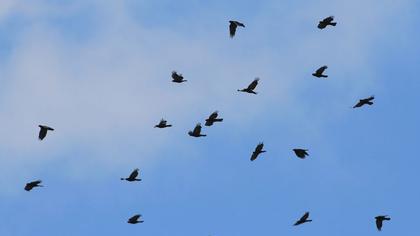 Sarıgagalı dağ kargası