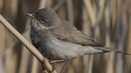 Küçük akgerdanlı ötleğen