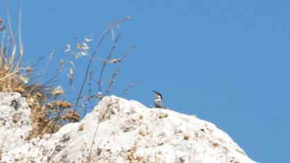 Western Rock Nuthatch
