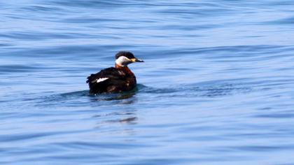 Kızılboyunlu batağan
