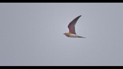 Bataklıkkırlangıcı