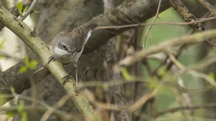 Küçük akgerdanlı ötleğen