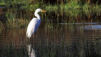Büyük ak balıkçıl