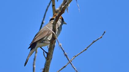 Karabaşlı ötleğen