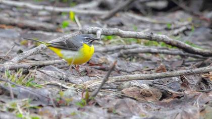 Dağ kuyruksallayanı