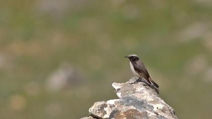 Kızılca kuyrukkakan