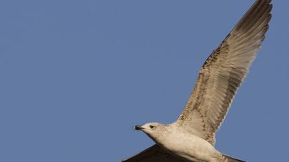 Van gölü martısı