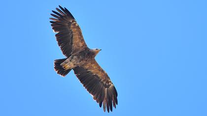 Küçük orman kartalı