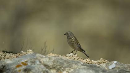 Common Linnet