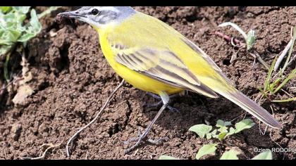 Sarı kuyruksallayan