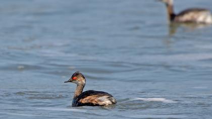 Karaboyunlu batağan