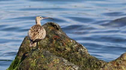 Sürmeli kervançulluğu