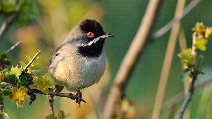 Karaboğazlı ötleğen