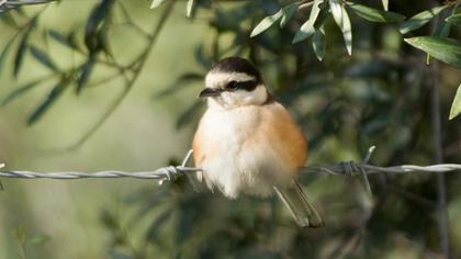 Maskeli örümcekkuşu