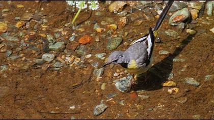Dağ kuyruksallayanı