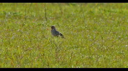 Kızılgerdanlı incirkuşu