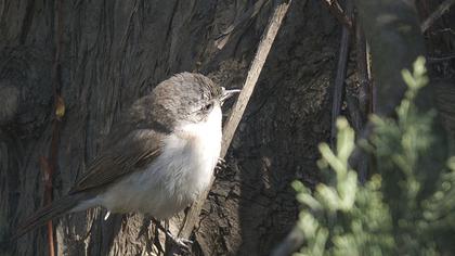 Küçük akgerdanlı ötleğen