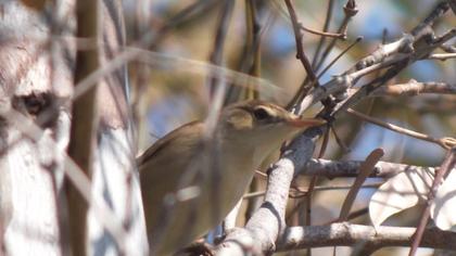 Büyük kamışçın