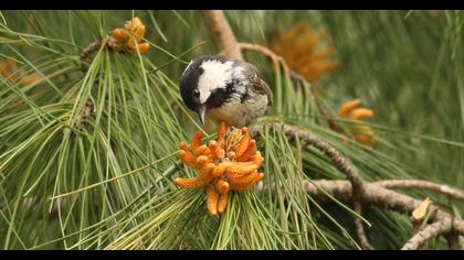 Coal Tit