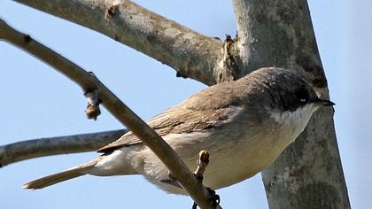 Küçük akgerdanlı ötleğen