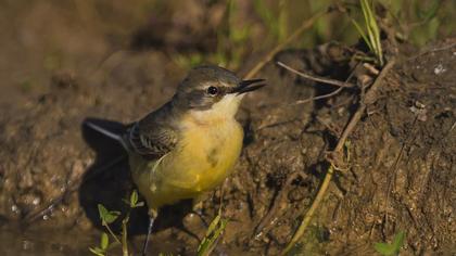 Sarı kuyruksallayan