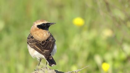 Karakulaklı kuyrukkakan