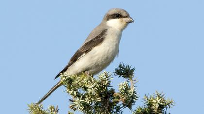 Karaalınlı örümcekkuşu