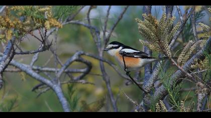 Maskeli örümcekkuşu