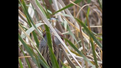 Erguvani balıkçıl