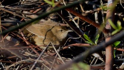 Bataklık kamışçını