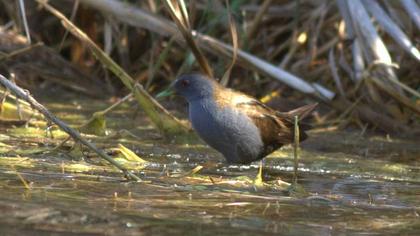Little Crake