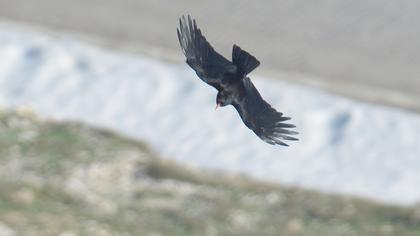 Kırmızıgagalı dağ kargası