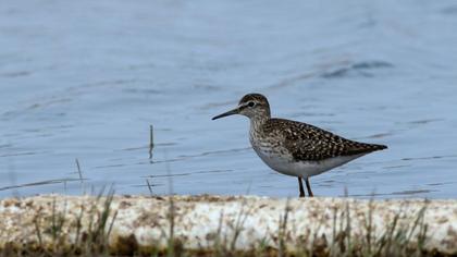 Orman düdükçünü