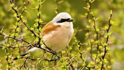 Kızılsırtlı örümcekkuşu