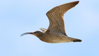 Sürmeli kervançulluğu