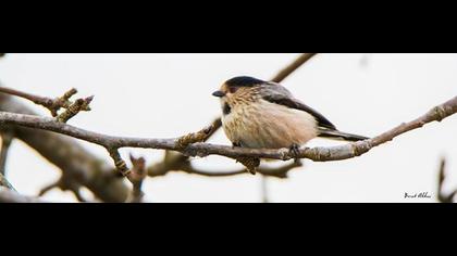 Uzunkuyruklu baştankara