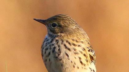 Kızılgerdanlı incirkuşu