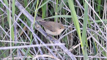 Çalı kamışçını