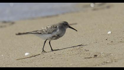 Karakarınlı kumkuşu