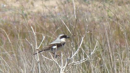 Karaalınlı örümcekkuşu