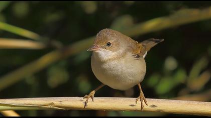 Akgerdanlı ötleğen