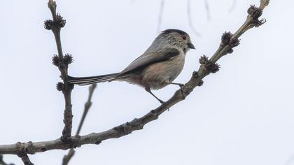 Uzunkuyruklu baştankara
