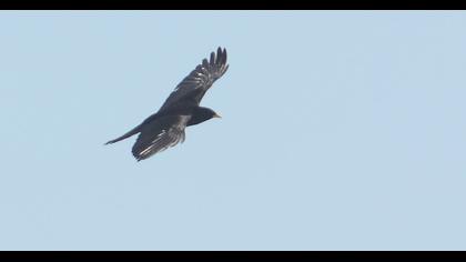 Sarıgagalı dağ kargası
