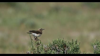 Karakulaklı kuyrukkakan